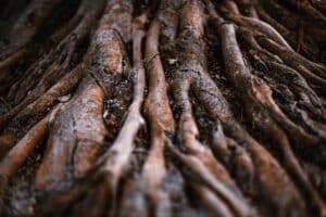 Huge dramatic brown roots of a tropical tree in a rainforest with a shallow depth of field, selective focus on the middle distance